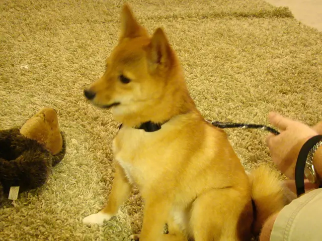 Preventing Your Dog from Chasing the Vacuum Cleaner: A Three-Step Guide by the Trainer