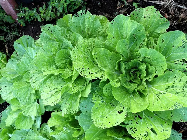 Optimal Spinach Planting Times in Ohio: Crucial Tips for Maximum Growth Success