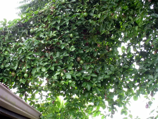 Caring for a Bonsai Lime Tree: Guidelines for Citrus Aurantifolia Maintenance