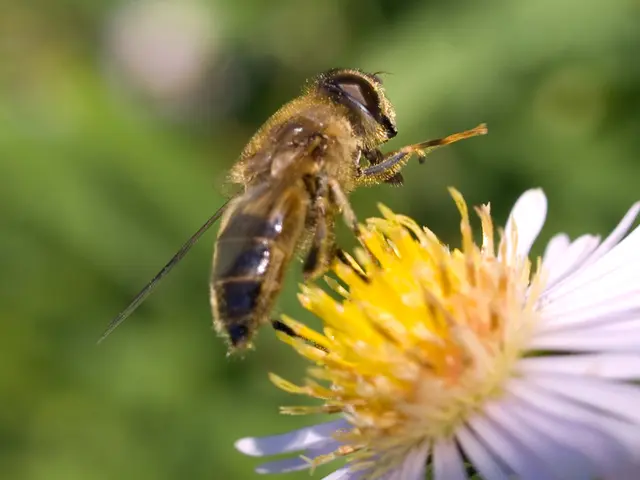 Manuka honey's MGO (Methylglyoxal) content explained: a key measurement of its antibacterial...