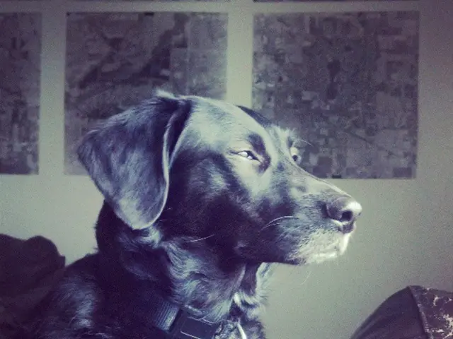 Residents of Komi experienced bites from monkeys, earthworms, squirrels, and rats in the current...