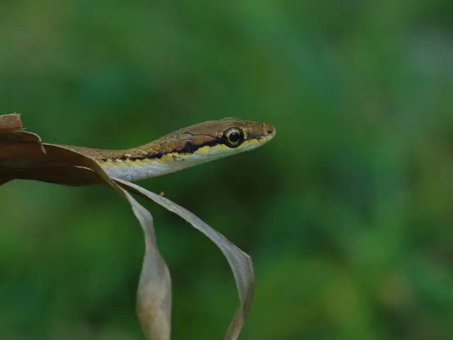 Tending to Your Snake Plant: Care Tips for Dracaena trifasciata Houseplants