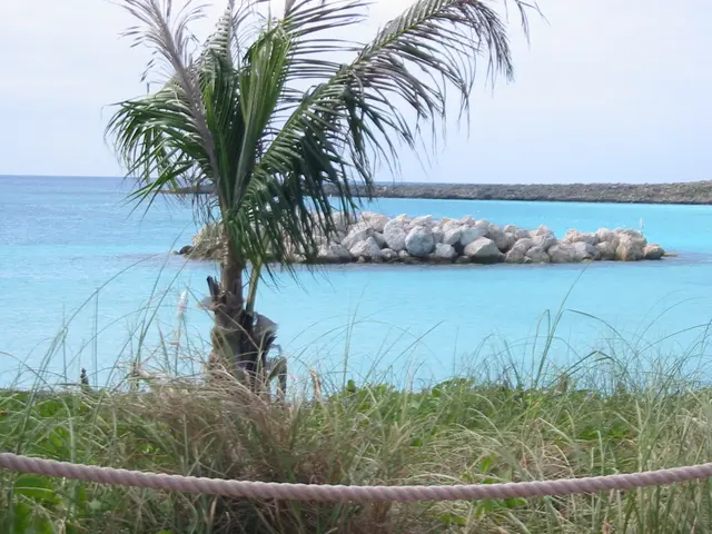 Requirements for Growing Majesty Palms to Maximize Their Vigor