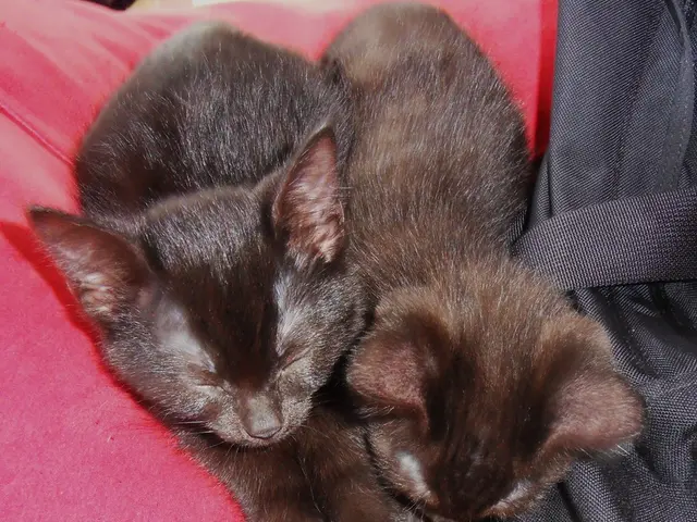 Nine Different Shades of Siamese Cats, Ranging From Chocolate Point to Havana Brown