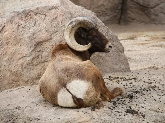 California's goat demonstrates wave-riding skills on the coast