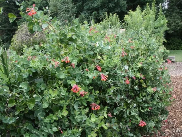 Yellow spring bloom with a cuplike corona at its center, often cultivated for gardens.