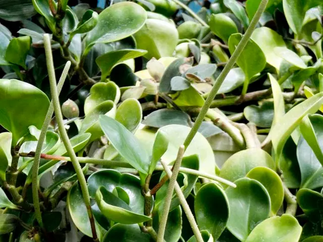 Excessive Phosphorus Alters Plant Growth and Soil Quality
