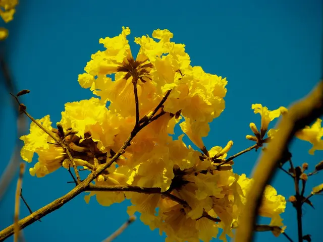 What makes this plant known as Krishna Kamal?