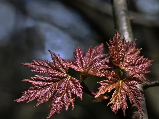Indicates potential issues when indoor plant leaves' tips become brown.