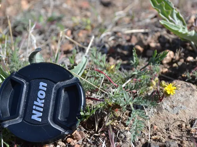 Sugar Enhances Lawn Growth: Insights from a Former Scientist and Skilled Gardener