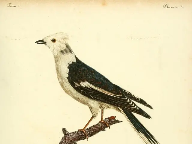 Instructions for Cultivating a Suspension Planter for Hummingbirds - Featuring Plants They Can't...