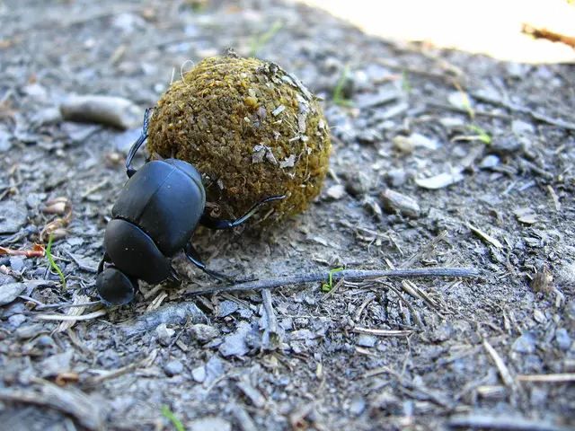 Inquisition: Identifying Giant Mosquito Species