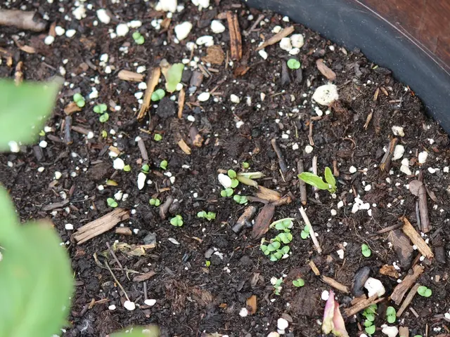 Improving Soil Structure Near Established Plants: Boosting Garden Vitality with Precision