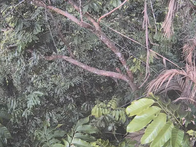Step-by-step process for trimming a Sago Palm for optimal growth