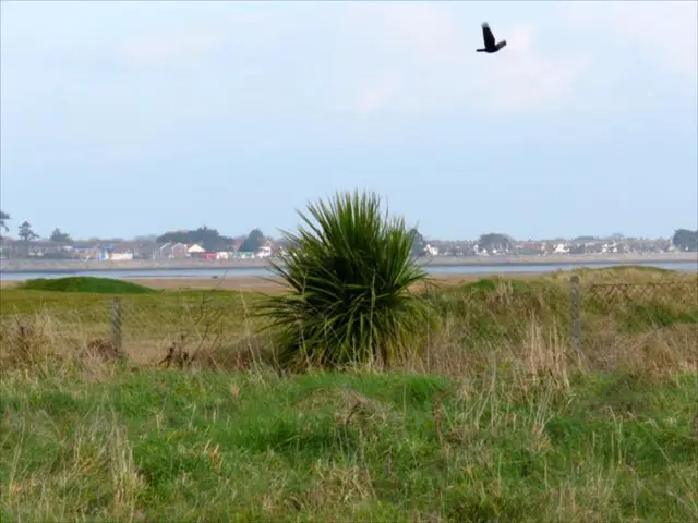 Observation of Anting Birds in Your Backyard: Unveiling the Interactions Between Aviary Creatures...