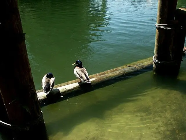 Top-Rated Birdbaths for Boosting Avian Visitors in Your Garden