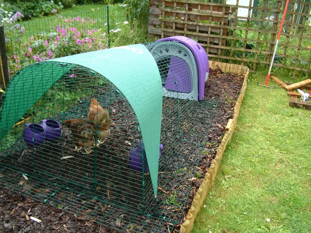 Starting a Small Chicken Farm with Hatchlings at Home