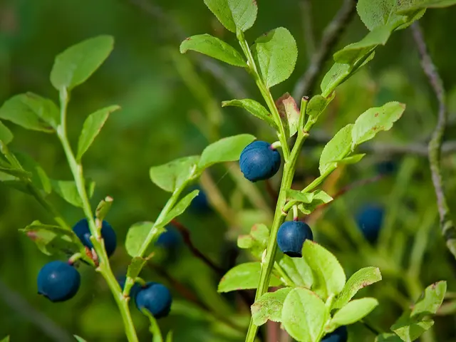 Cultivating Aronia Bushes: A Guide to Harvesting Vibrant and Nutritious Summer Fruits, Often...