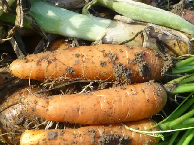 Fighting the Carrot Rust Fly: Conquer This Carrot Destroyer with Some Easy Methods