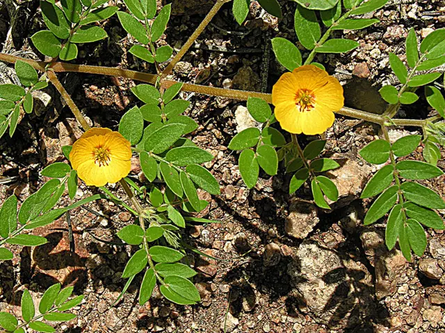 Pruning Bonsai Trees for Aesthetic Appeal: Choosing and Eliminating for Balance