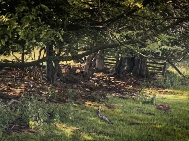 Guide to Arranging Vegetables in a Elevated Garden Bed