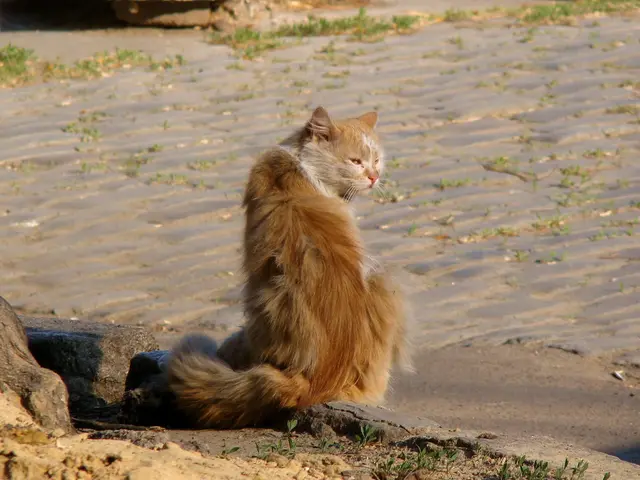 Reside with Green Zoo Now: Sandcat "Ufuk" Finds New Home