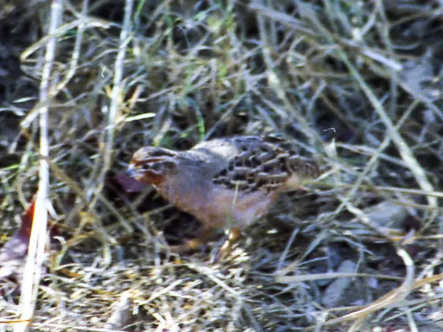 Top 15 Strongest Garden Bird Nettings for Maximum Garden Security