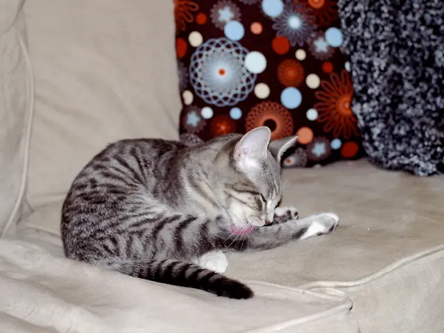 Home worker's feline companion becomes top office mate, thanks to the WFH desk bed available at a...