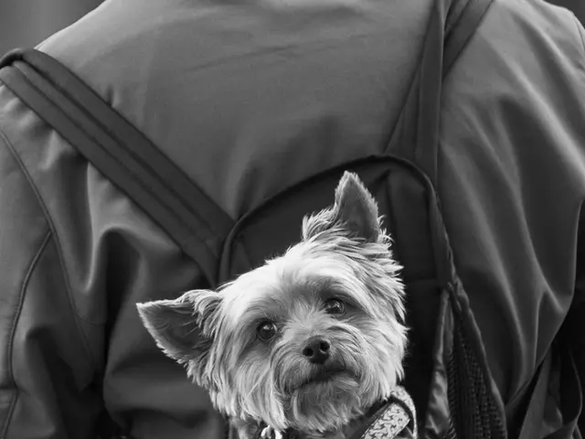 Most Comfortable and Controllable Dog Harnesses on the Market