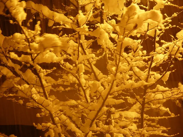 Maintain the health and longevity of yourChristmas tree: Follow these tips for a fresher, happier...