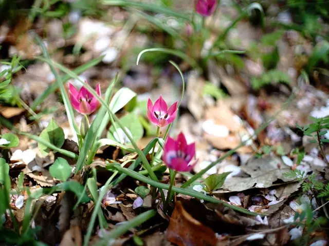 Toughest Vegetation Picks for Your Backyard Garden