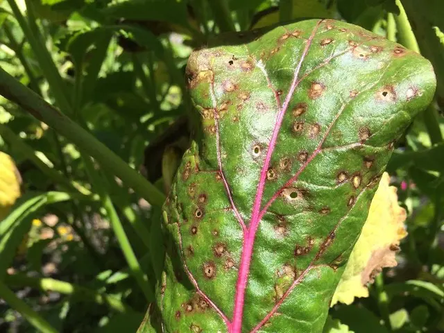 Marvels of Elm Seeds: Nature's Age-Old Collection of Wonders
