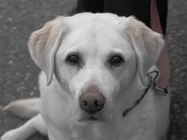 Effortlessly learn a master trainer's hassle-free tactic to prevent your pet dog from tugging on...