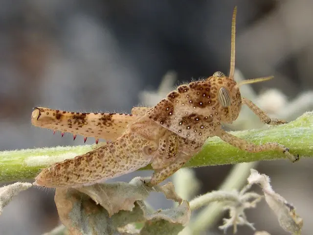 Garden Pest Control: Neem Oil Proven Effective Against Earwigs