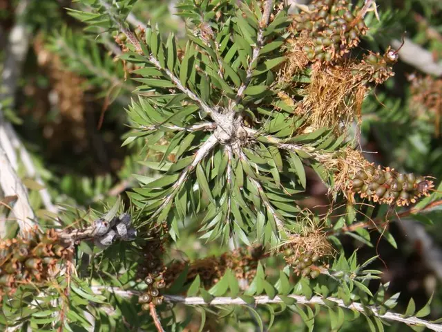 Top Picks for Creating Bonsai from Fruits Trees