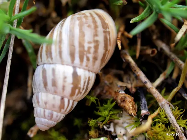 Friends with a Foamy Appearance: cultivating Isopods in a cappuccino-like setting [Guide]