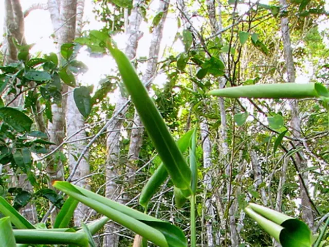 Enhances Information: Balcony Greenery Get Noticed by Consumer Centre