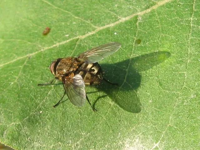 Eliminating House Flies: 4 Methods to Consider