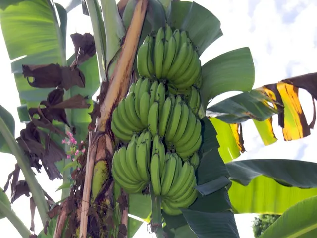 Uncover Remarkable Employments for Banana Plants That Might Surprise You
