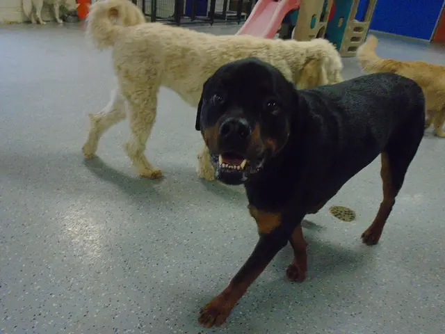 Dog Owner Alert: Five Unanticipated Risks to Watch for When Taking Fido for a Fall Stroll