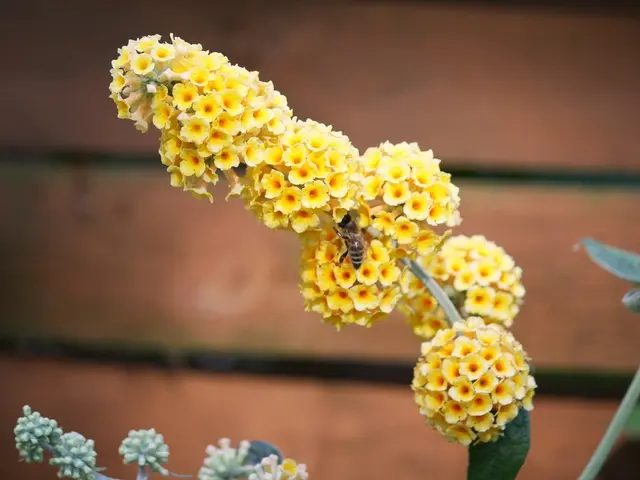 Homemade Herb-Infused Honey: A Simple Recipe from Gardenuity