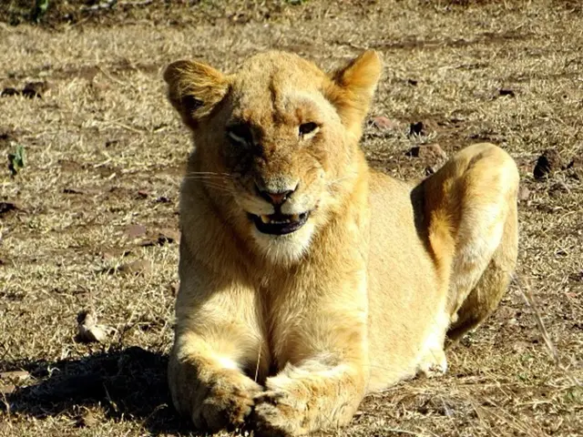 Schwerin Zoo's newest residents, lion cubs, are causing quite a stir among visitors and staff...