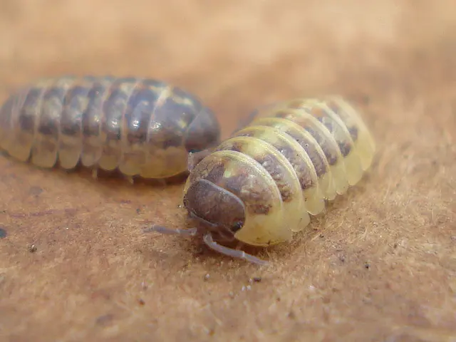 Winter Habitat of Insects: A Look at Where Insects Retreat During Winter