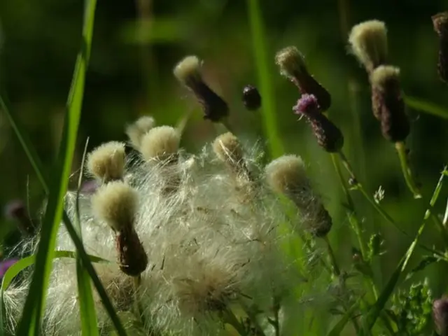 Recycling Grass Simplified: A Method to Boost Your Yard Naturally
