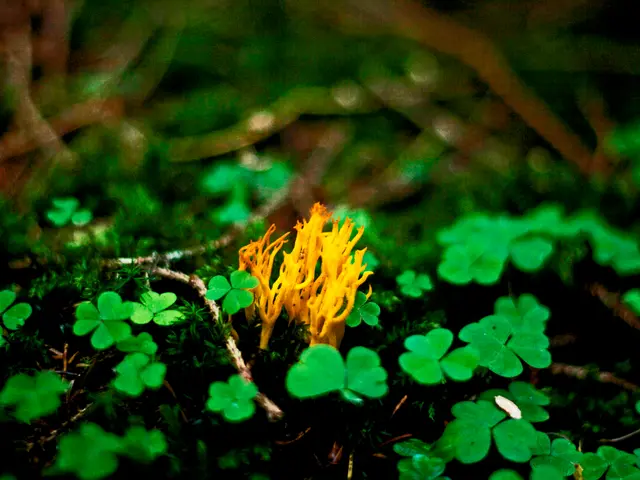 Discovering and Adjusting Soil pH for Your Garden: A Step-by-Step Guide