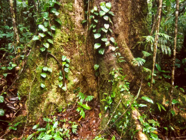 Root Fusion in Bonsai: Strengthening and Boosting Root Networks