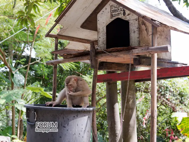 Rare birth of drill monkey at Fota Wildlife Park conservatory