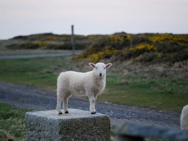 Two fresh lambs have joined the Offenbach farm's livestock