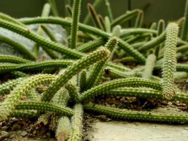 Tips for Nurturing Your Desert Succulent: Caring for Cacti at Home
