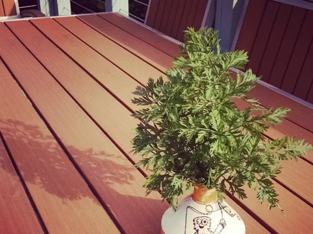 Effective watering method eradicates mold in houseplant soil, also deters pests and inhibits root...